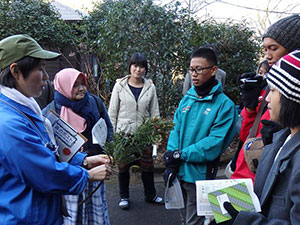 日本の重要植林種スギの解説（多摩森林園）