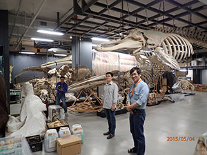 つくばの国立科学博物館分館の標本収蔵庫を見学中。右は協力者の重田康成博士（国立科学博物館）